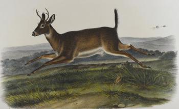 Long tailed deer